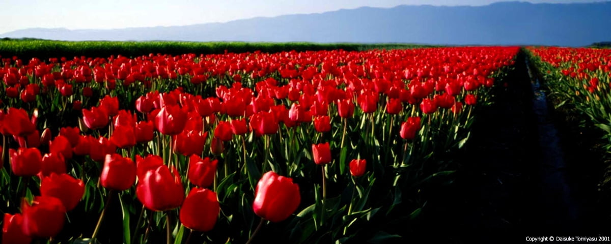 Rode bloem in veld — bureaublad achtergrond