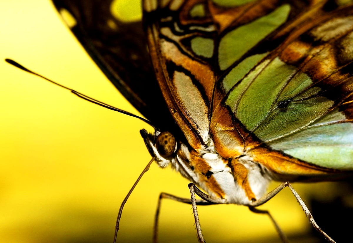 Bureaublad achtergrond — vlinder, insecten, macro, Wildlife, dieren 1600x1100