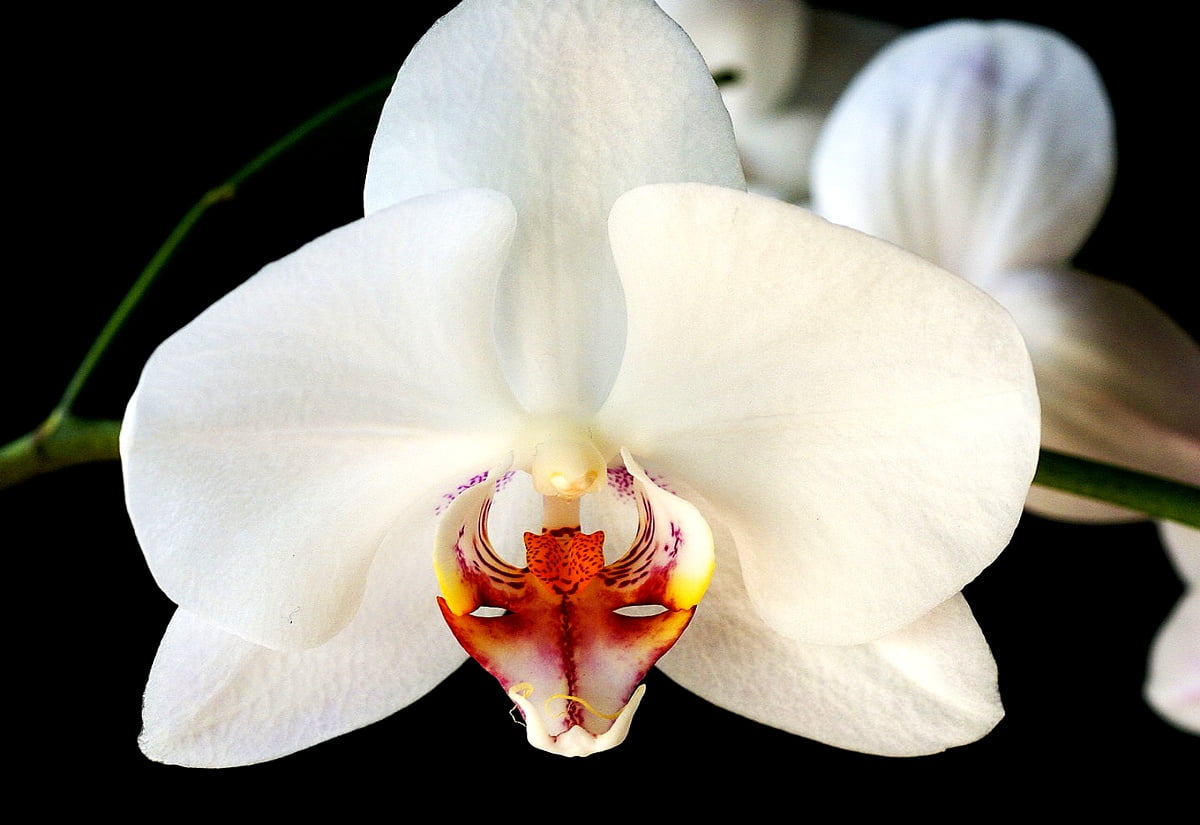 Orchidee, witte, bloemen, mot orchidee, bloemblad / achtergrond 1600x1100