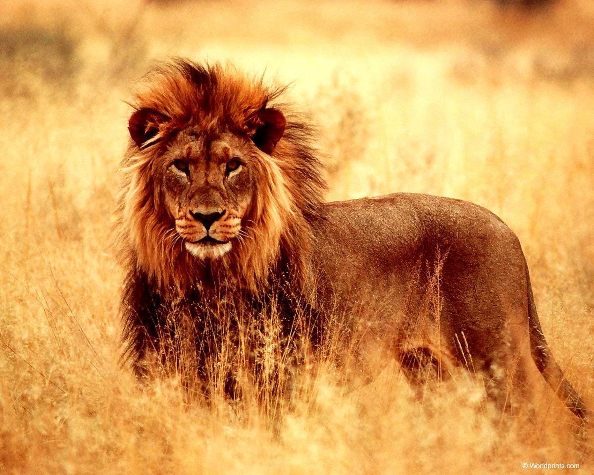 Wildlife Leeuw Dieren Achtergrond Betse Wallpapers