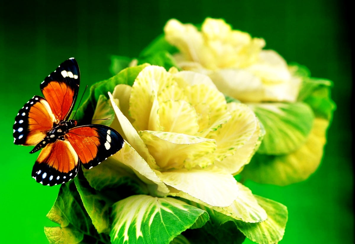 Vlinder, insecten, bloemen, dieren, groene / achtergrond 1600x1100