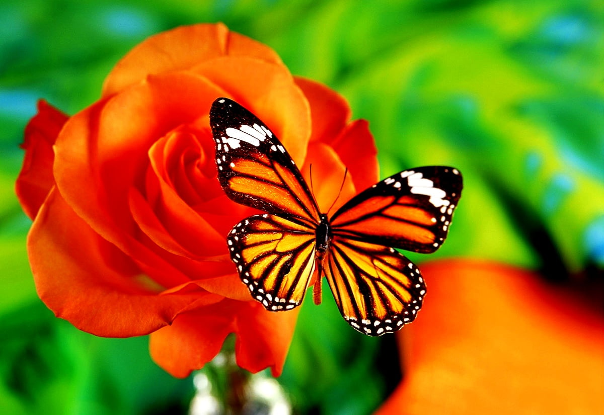 Vlinder, monarch vlinder, insecten, koningin, bloemen - HD desktop achtergrond
