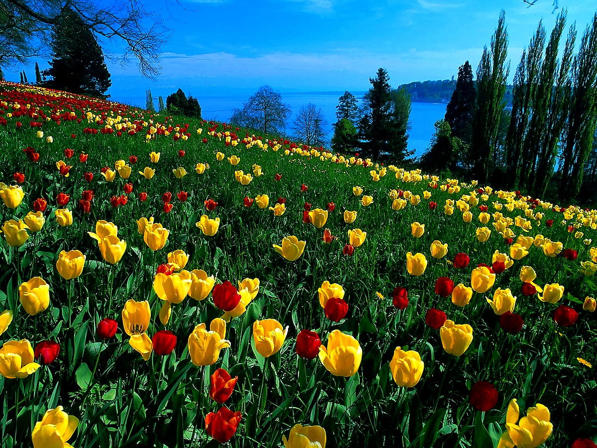 Gratis achtergrond — kleurrijke bloemen in veld (Duitsland) 1600x1200