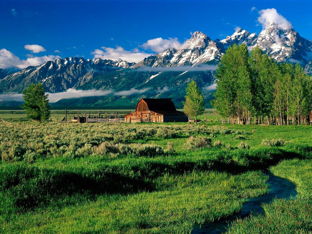 Kudde vee grazen op weelderig groen veld (Grand Teton National Park, Wyoming, Verenigde Staten van Amerika) / achtergrond afbeelding 1600x1200