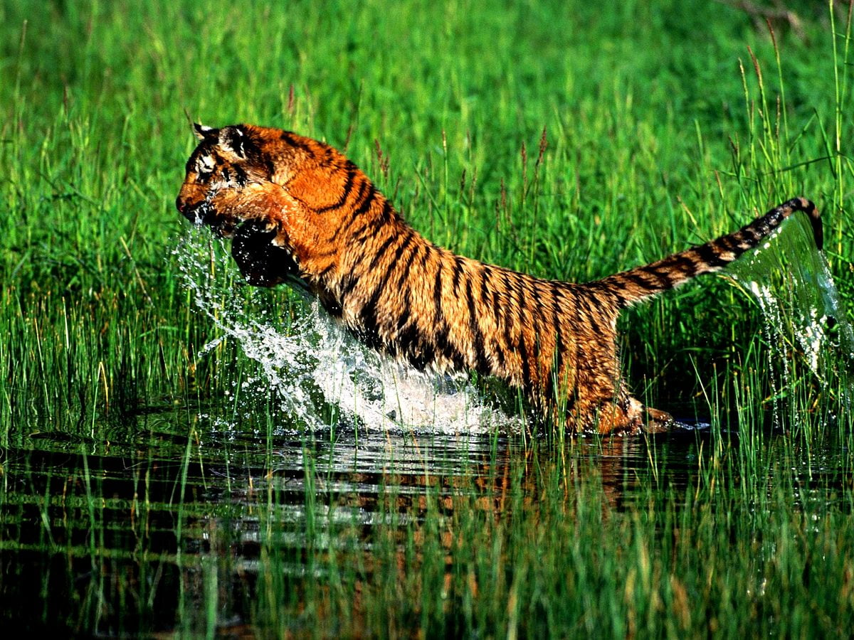 HD bureaublad achtergrond : tijger in gras