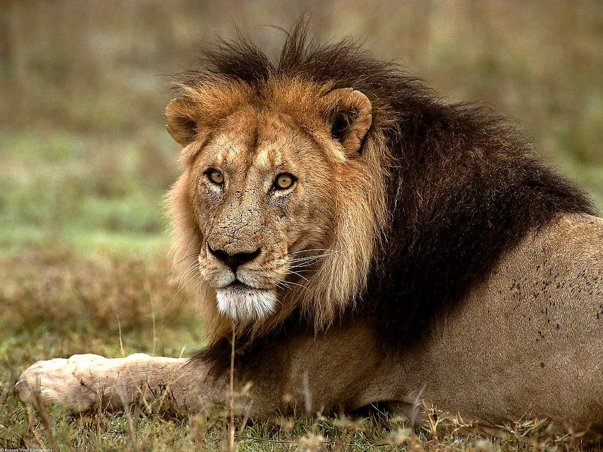 HD bureaublad achtergrond : leeuw zittend in veld