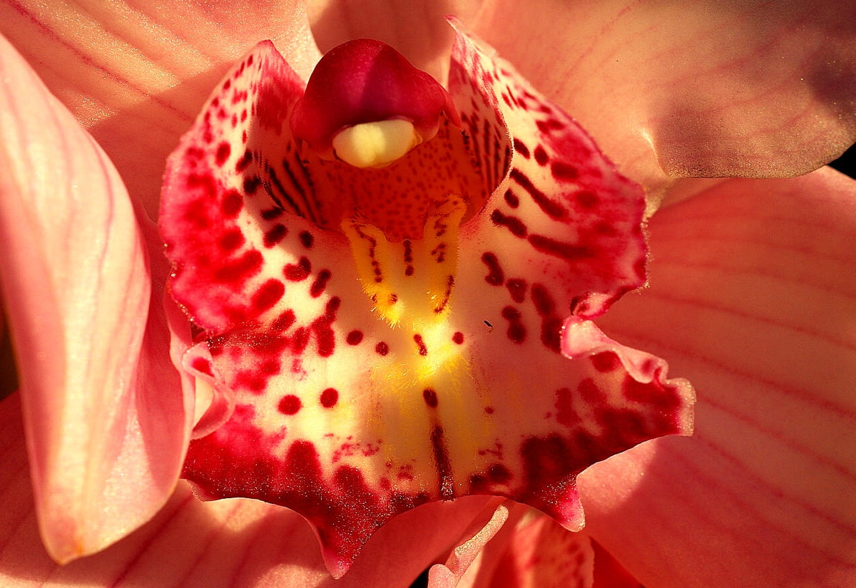 Orchidee, bloemen, bloemblad, roze, paarse — gratis HD achtergrond