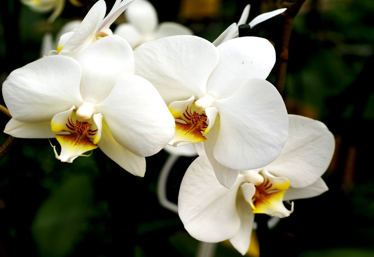 Witte bloem op plant : afbeelding voor achtergrond 1600x1100