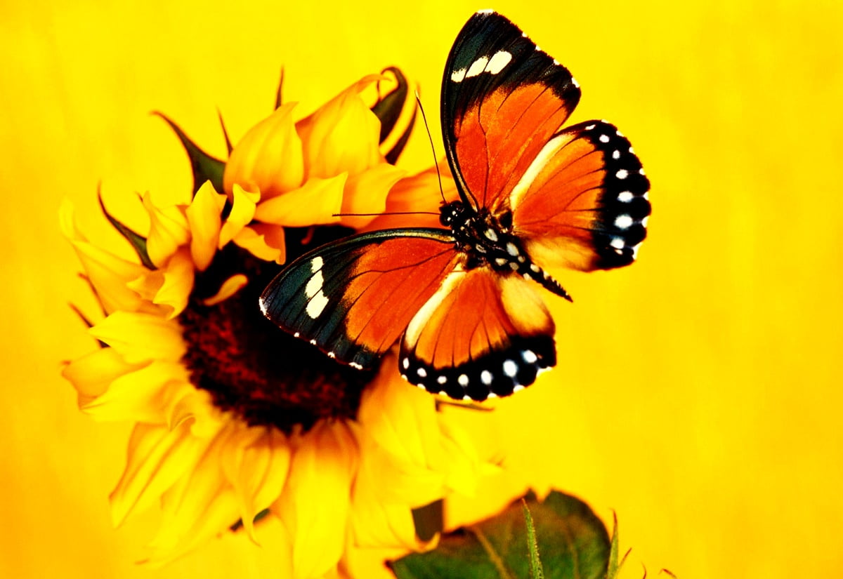 Zwarte en gele vlinder op bloem :