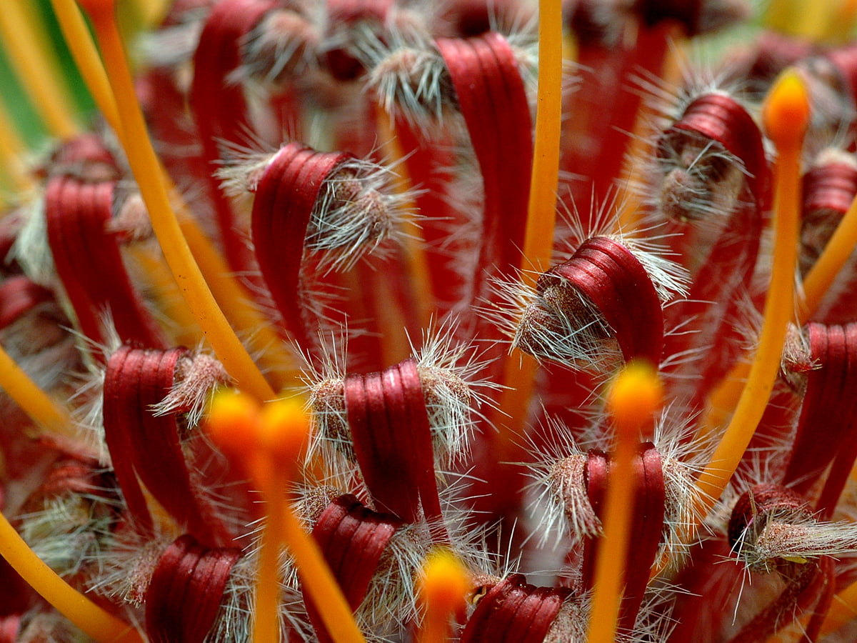 Protea Rif Protea achtergronden HD | Gratis afbeeldingen