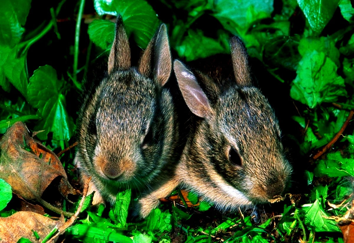 Tamme konijn, konijn, dieren, Wildlife, hout konijn / gratis HD achtergronden (1600x1100)