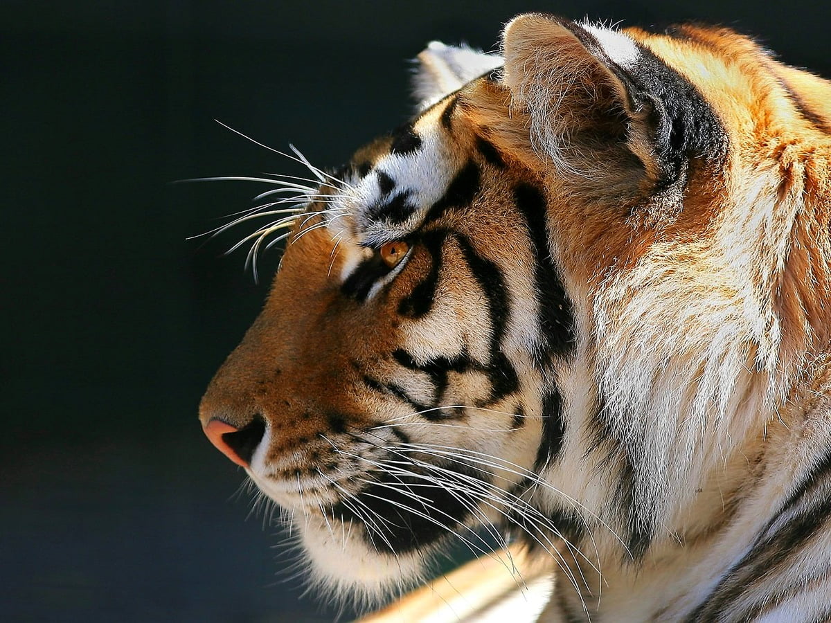 Tijger, Wildlife, Bengaalse tijger, Siberische tijger, dieren — bureaublad achtergrond