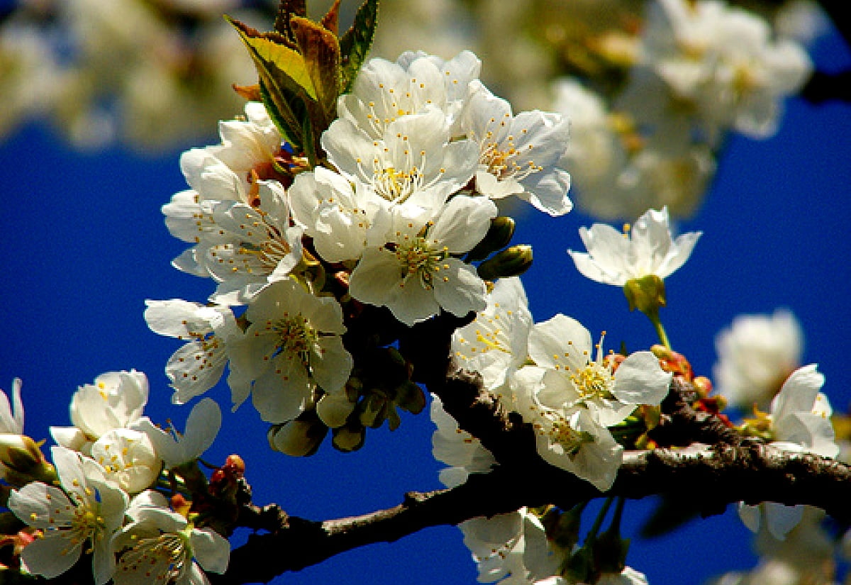 Voorjaar, bloemen, bloesem, bruiloft, bloemblad : gratis HD bureaubladafbeelding