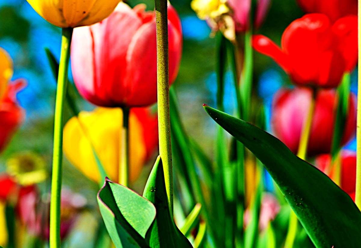 40+ Tulp achtergronden HD | Gratis afbeeldingen