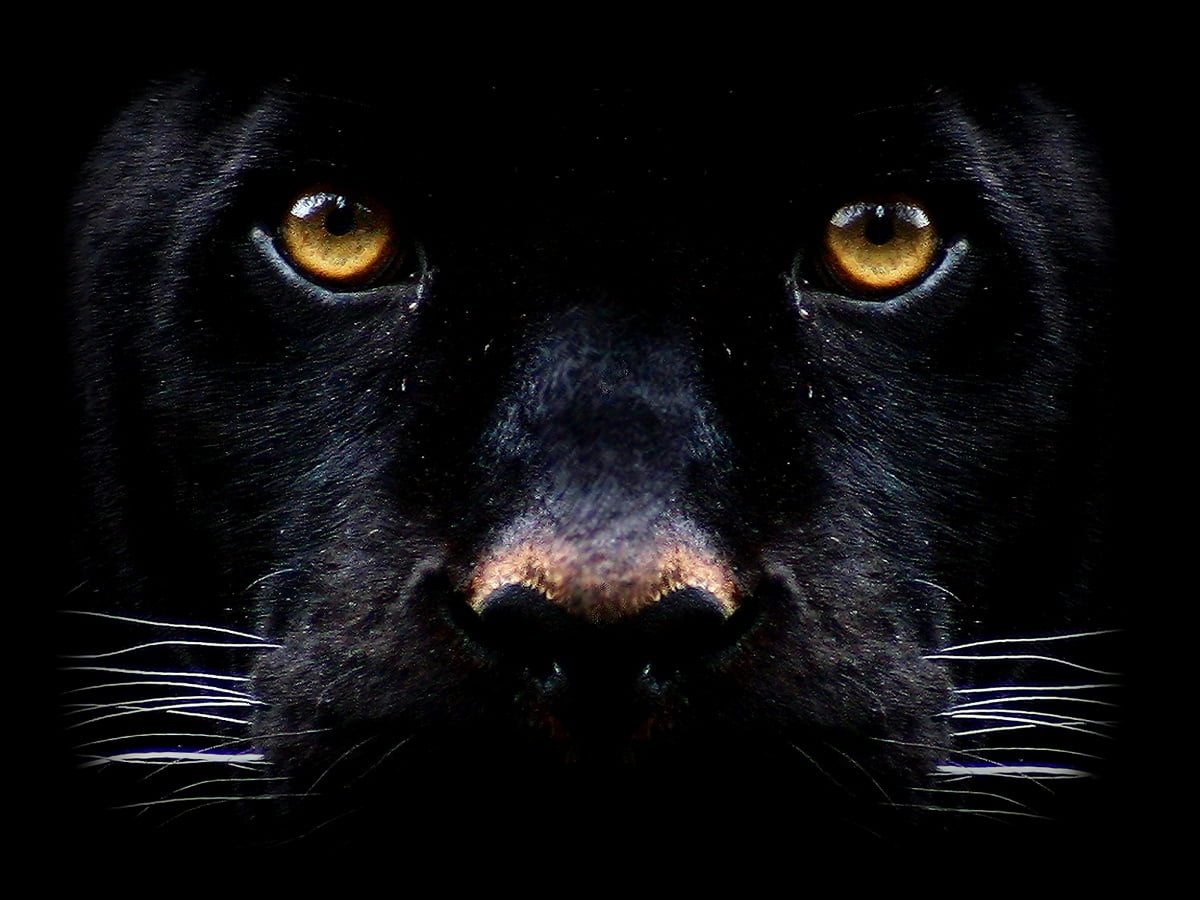 Zwarte Hond - HD bureaublad achtergrond (1600x1200)