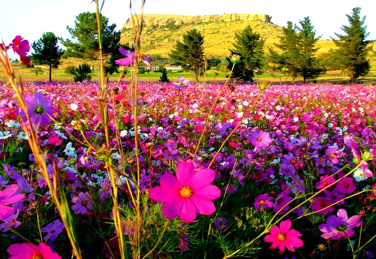 Gratis afbeelding voor achtergrond HD — roze bloem in veld