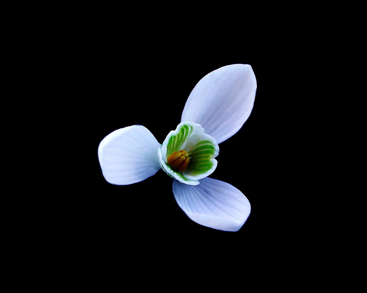 Bloemen, bloemblad, flora, Stilleven, mot orchidee - HD desktop achtergrond