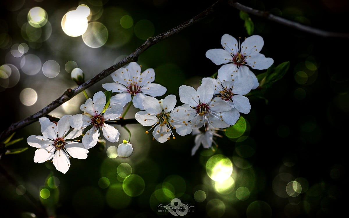 Macro bloem, bloemen, natuur, bloesem, voorjaar — bureaubladafbeelding