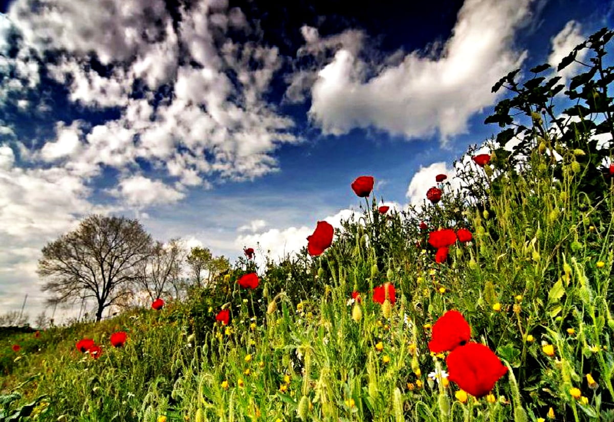 Rode bloem in veld : HD achtergrond