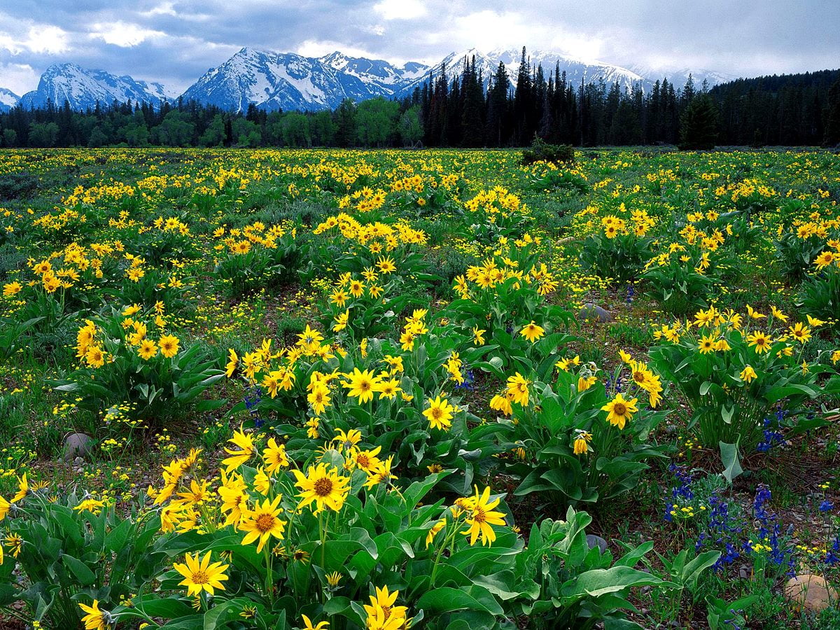 Gele bloem in veld en berg — bureaubladafbeelding