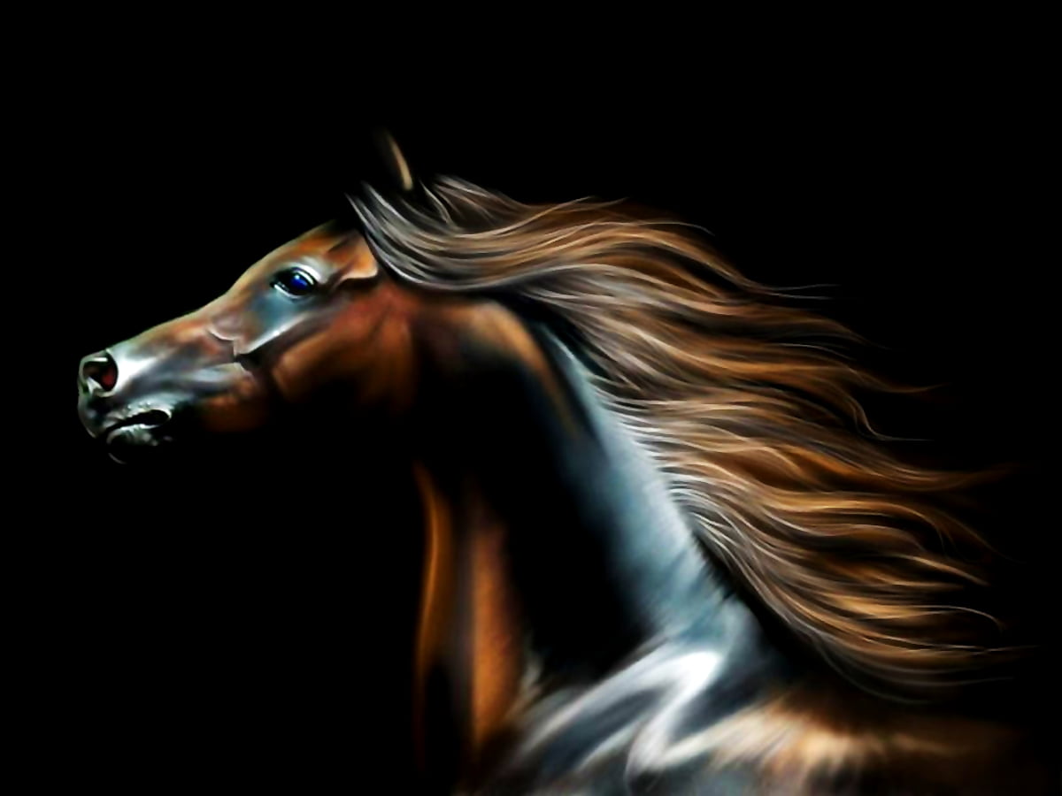 Paard in het donker / gratis bureaublad achtergrond