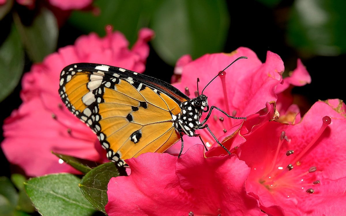 1920x1200 achtergrond - vlinder, insecten, monarch vlinder, bloemen, roze