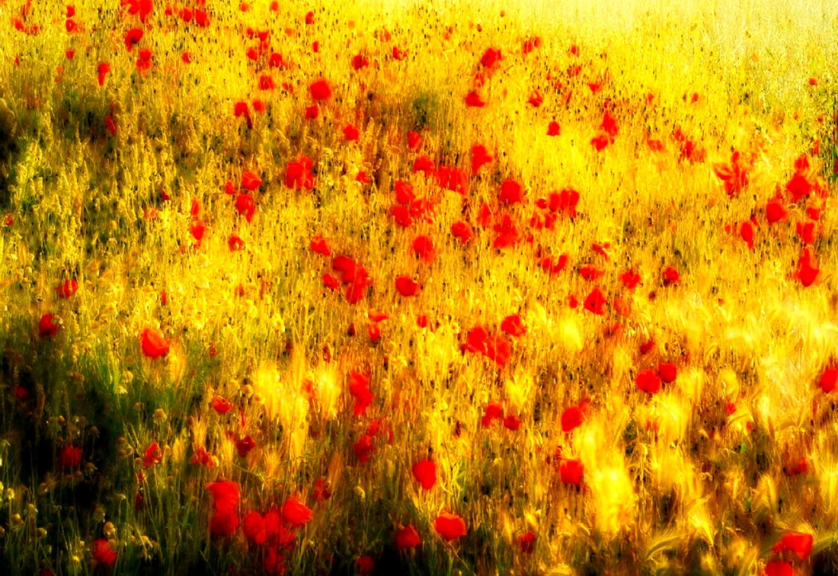Gratis wallpaper HD - wazig beeld van bloem (1600x1100)