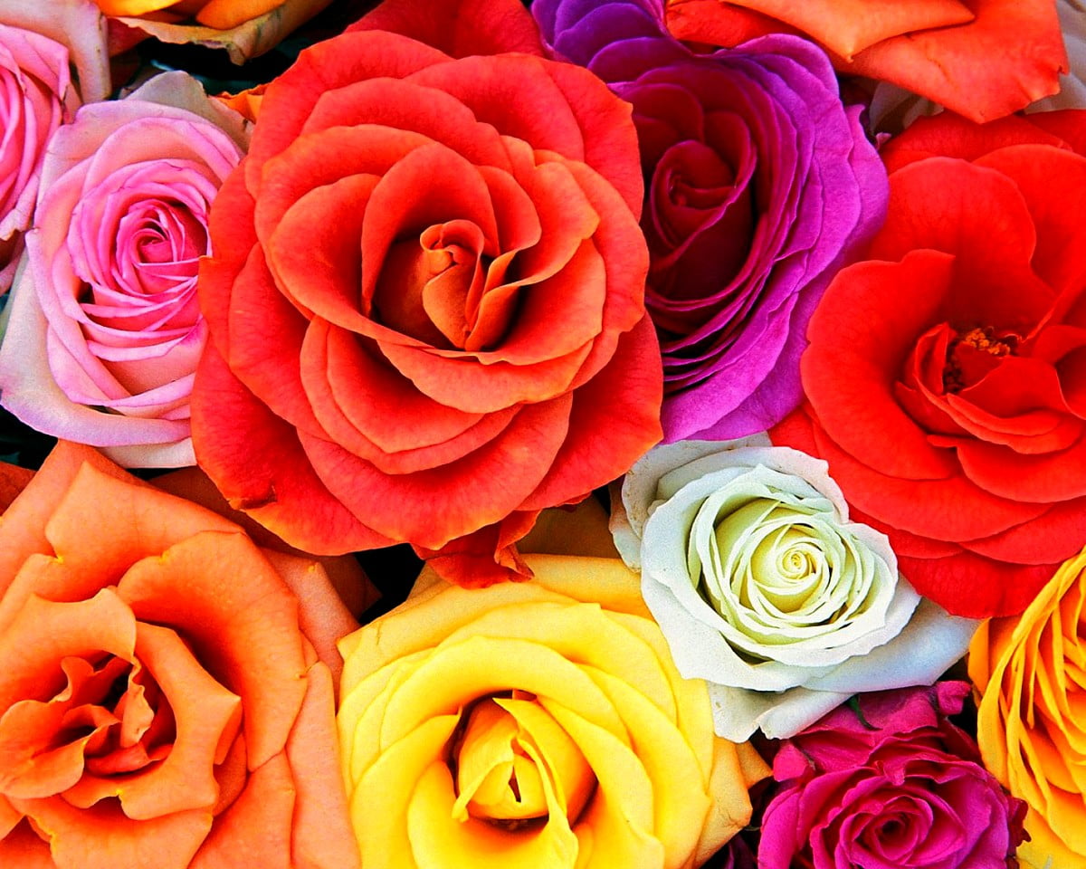 Boeket van roze bloemen : gratis bureaublad achtergrond