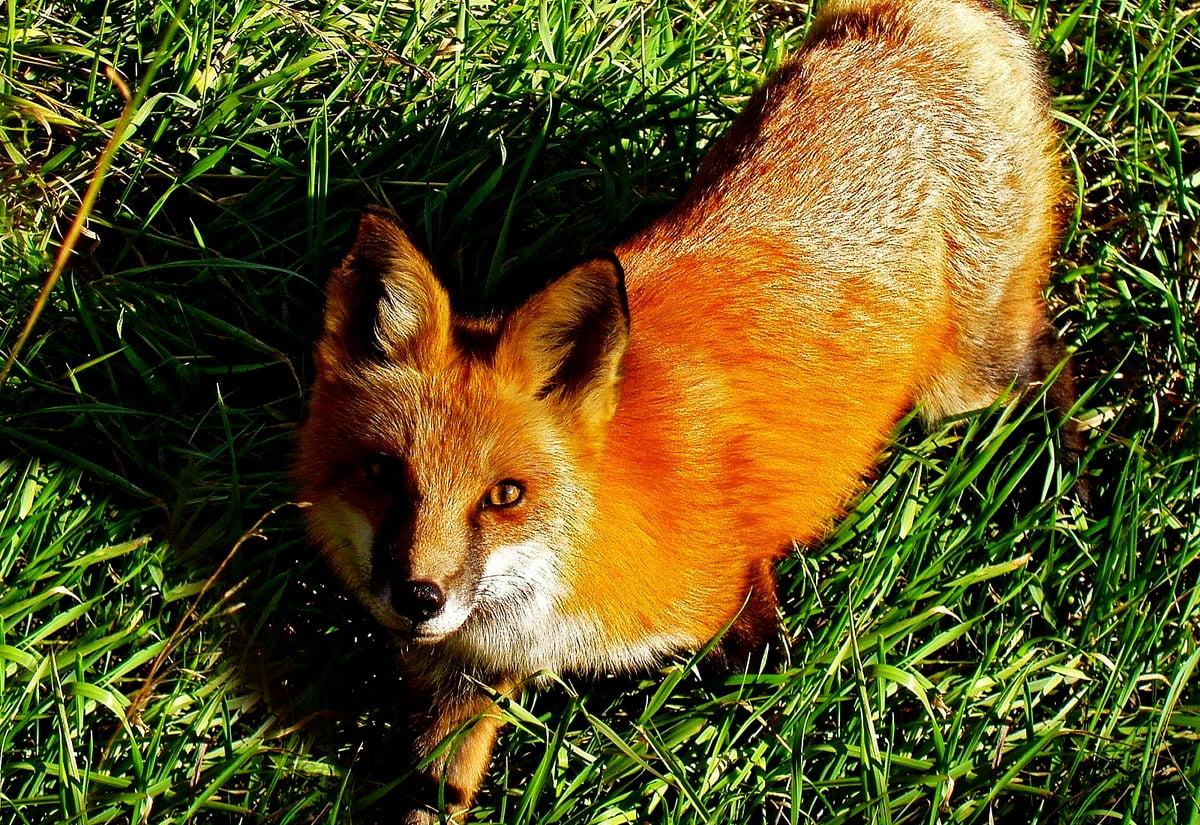 Gave Achtergrond Vos Rode Vos Wildlife Gratis Beste Foto s gave-achtergrond-vos-rode-vos-wildlife-gratis-beste-foto-s