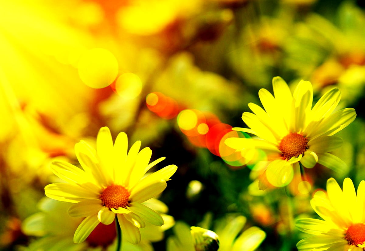 Achtergrond - bloemen, fantastische bloemen, gele, euryops pectinatus, bloemblad