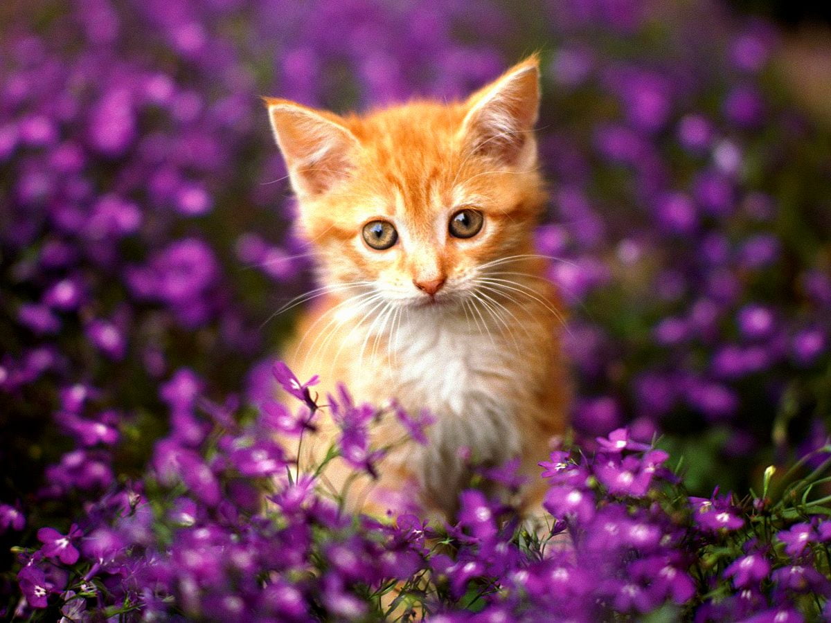 Kat met paarse bloem : bureaublad achtergrond