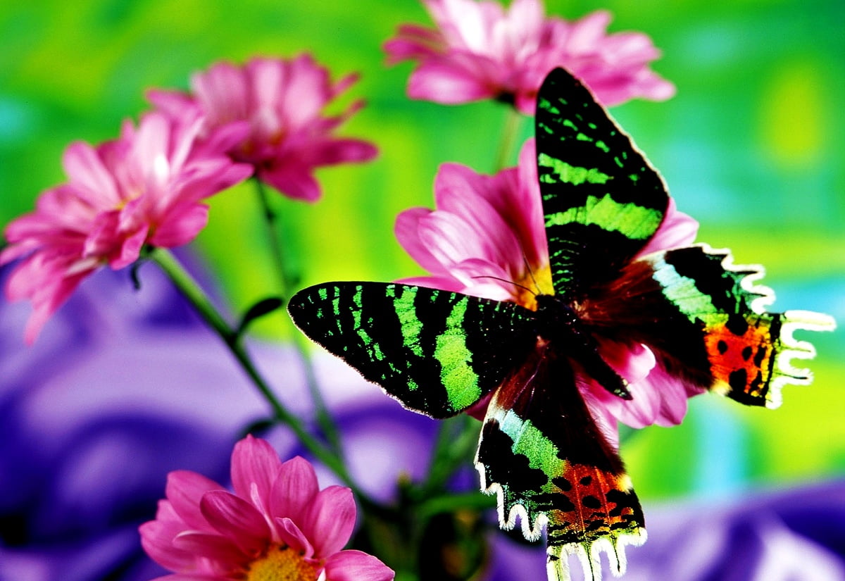 Achtergrond / vlinder, insecten, bloemen, zwaluwstaart vlinder, dieren