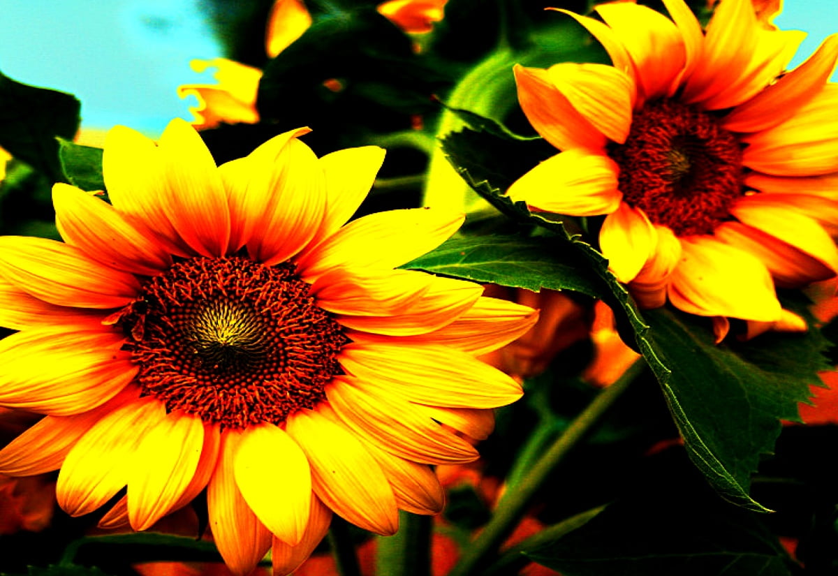 Gratis achtergrond / bloemen, zonnebloem, bloemblad, gele, Gazania (1600x1100)
