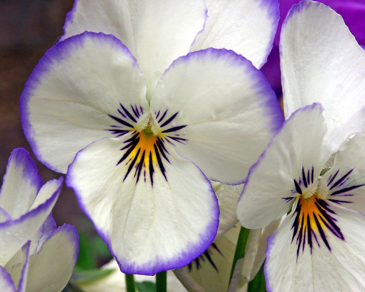 Achtergrond afbeelding - paarse bloem