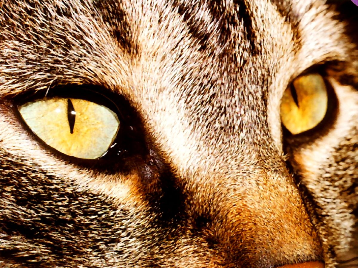 Katten, dieren, ogen, bruine, huiskat — achtergrond afbeeldingen (1024x768)