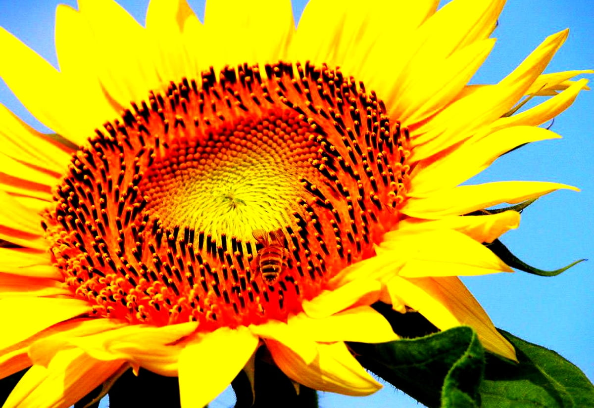 Gele bloem — achtergrond (1600x1100)