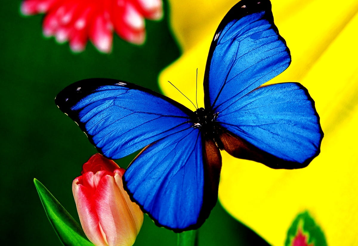 Vlinder, insecten, blauwe, bloemen — achtergrond