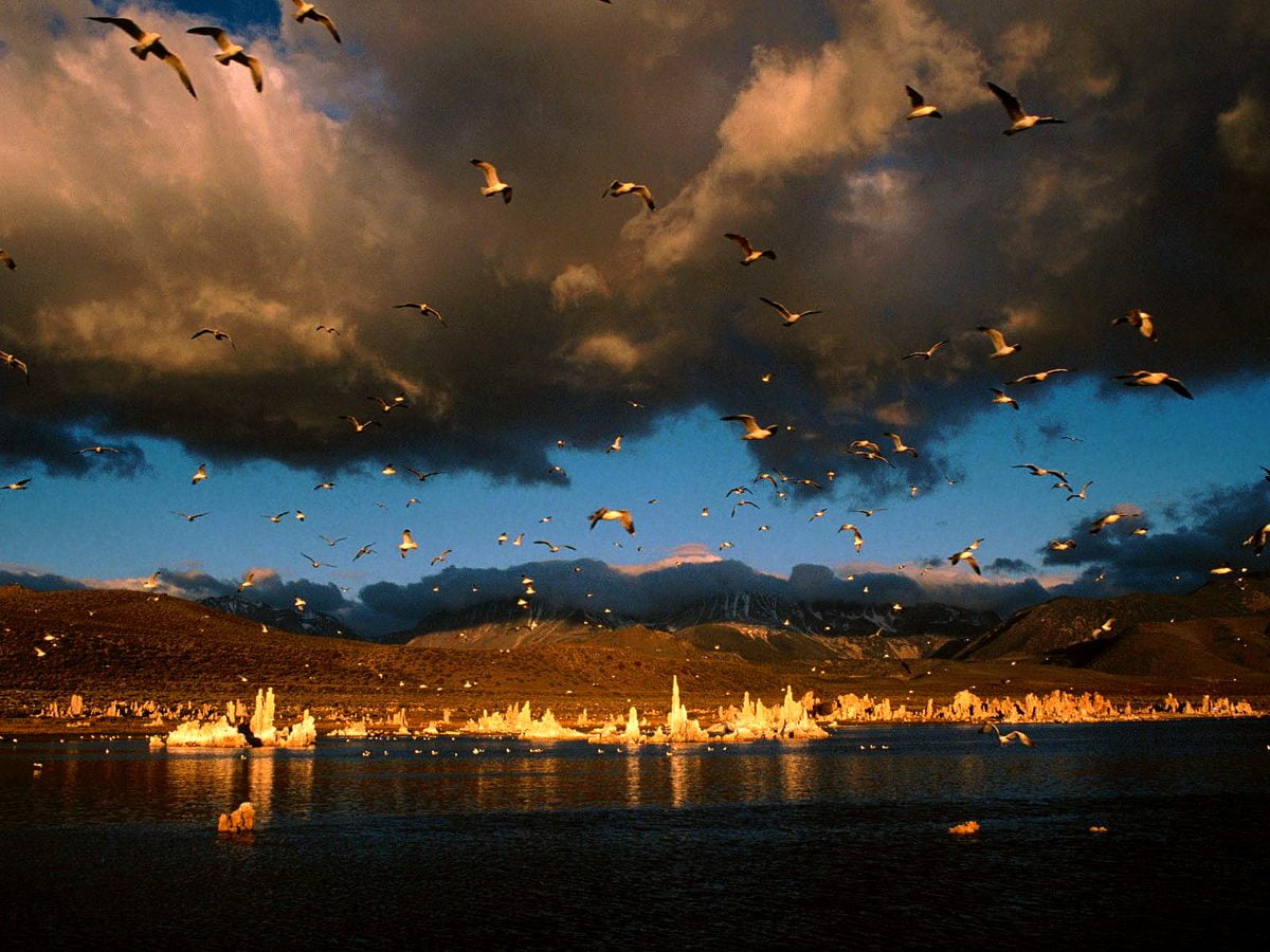 1600x1200 achtergrond - zwerm vogels vliegen over meer