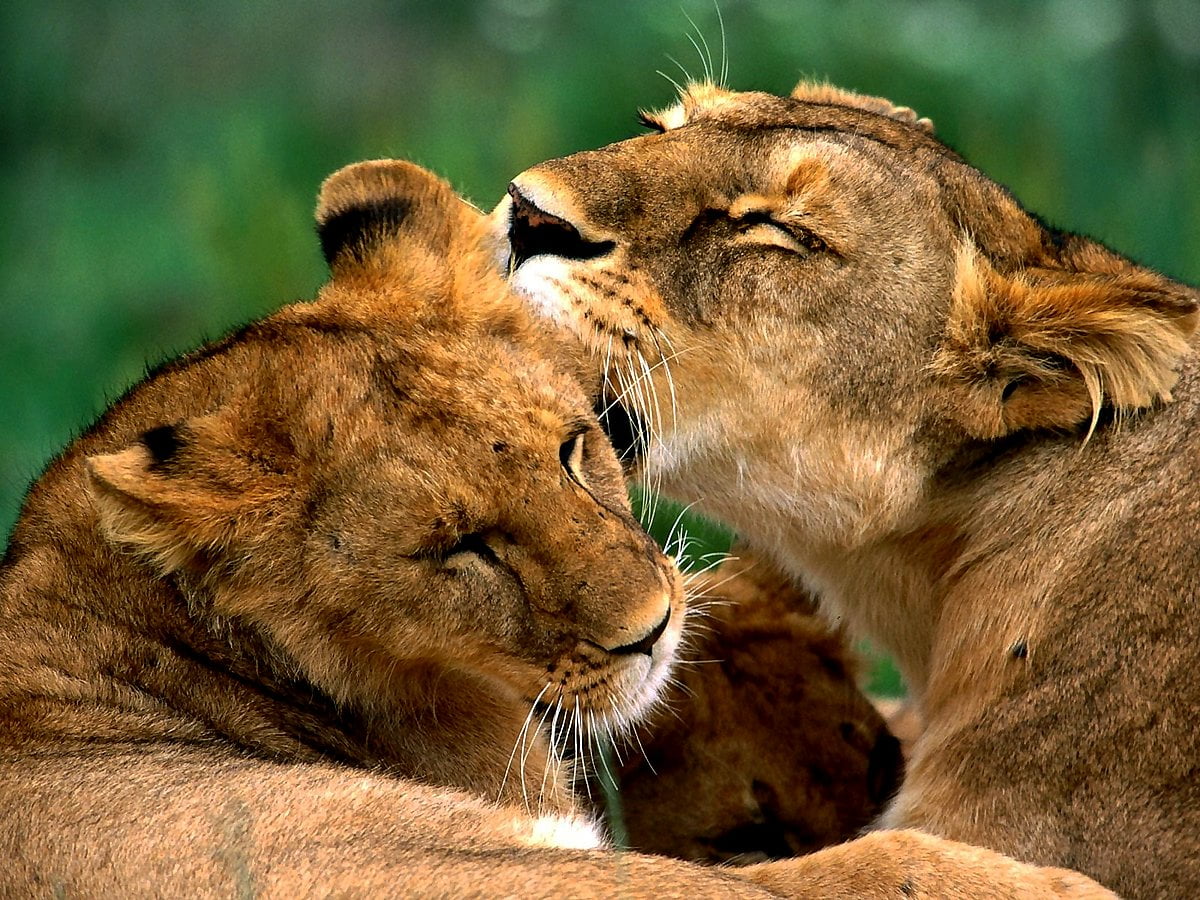 HD achtergrond afbeeldingen - Wildlife, leeuw, dieren, masai leeuw, dierentuin 1600x1200