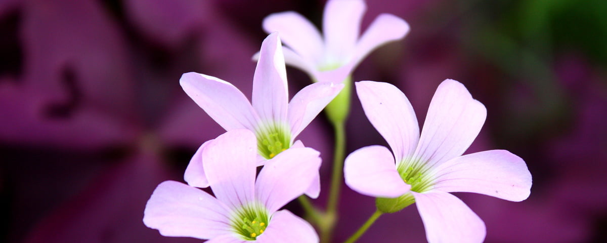 Bureaublad achtergrond - voor dubbele monitoren, bloemen, violette woodsorrel, bloemblad, flora (2560x1024)