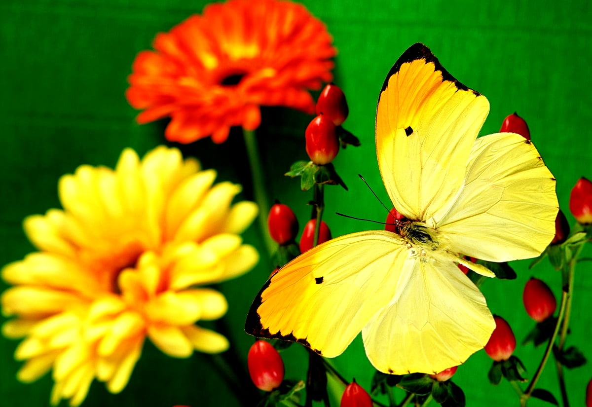 Vlinder, insecten, gele, bloemen, kleurrijke / gratis achtergrond