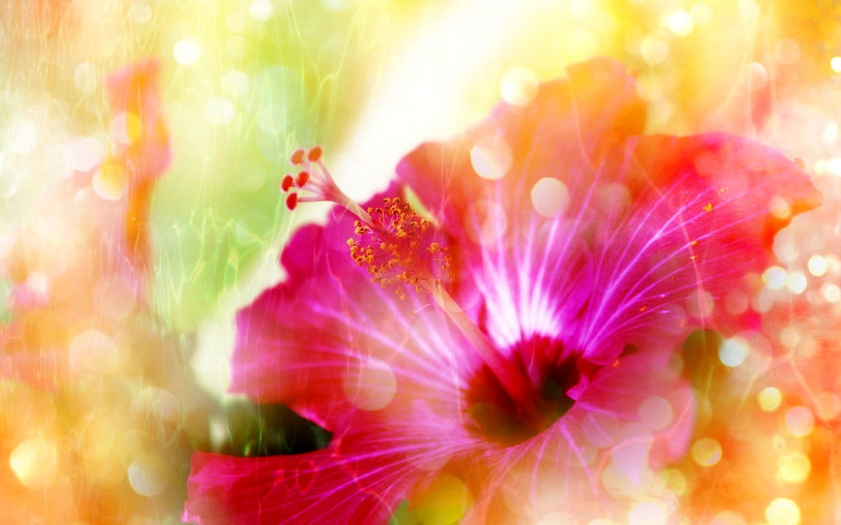 Tederheid, roze, bloemblad, bloemen, hibiscus / achtergrond