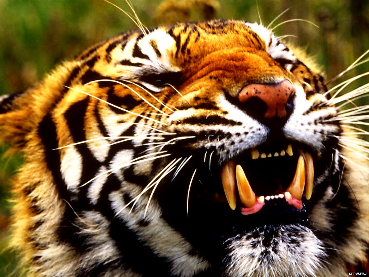 Kat met zijn mond open - achtergrond afbeelding