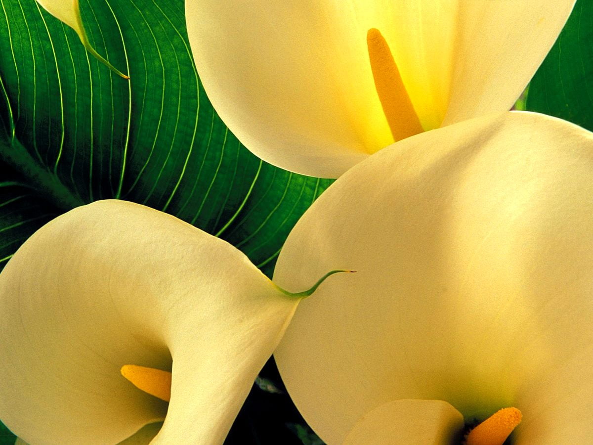 Gele bloem met groene bladeren — gratis achtergrond (1600x1200)