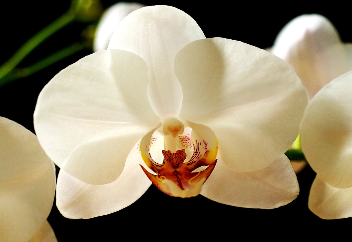 Gratis achtergrond HD : orchidee, witte, mot orchidee, bloemen, bloemblad