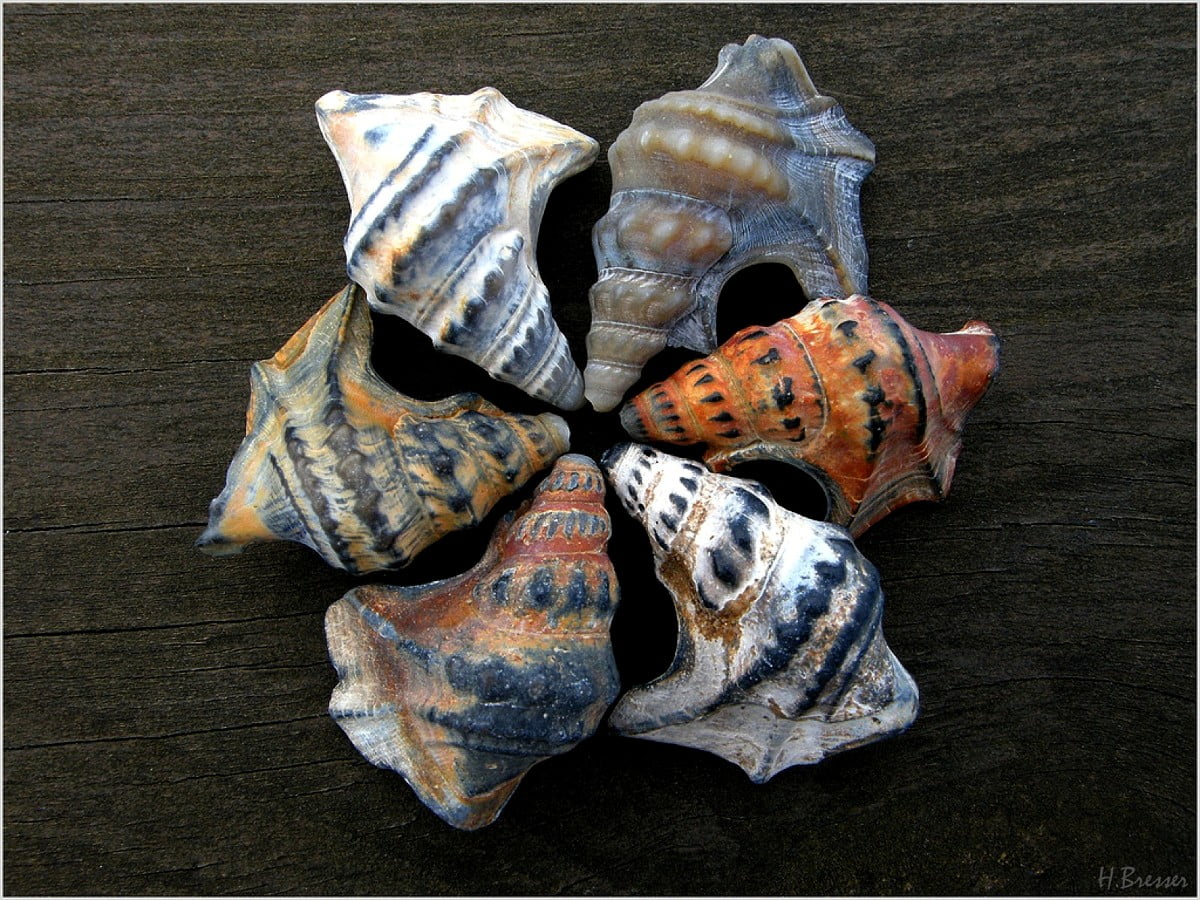 Shell, schelp, dieren, Shankha, muziekinstrument — gratis achtergrond (1600x1200)