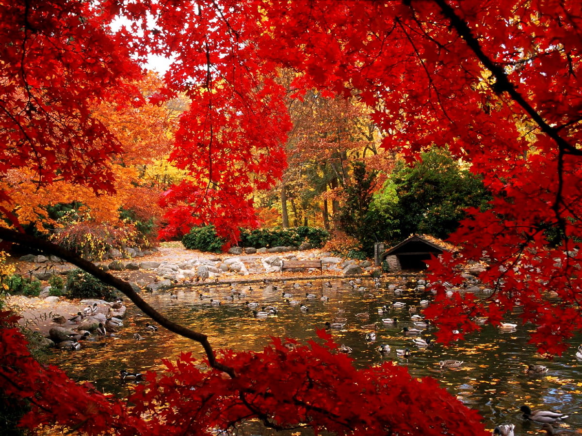 Rode boom in het bos / achtergrond afbeelding 1600x1200
