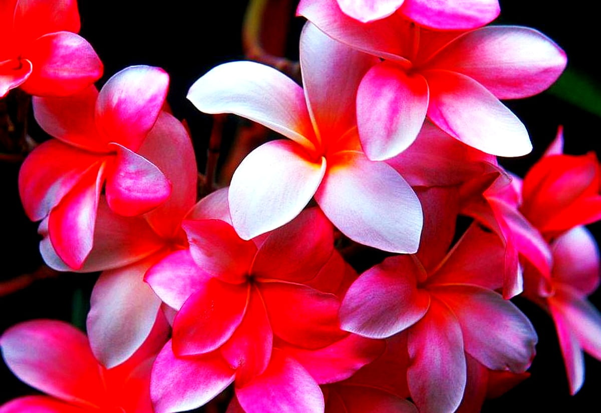 Bloemen, bloesem, Plumeria, bloemblad, roze - gratis achtergrond 1600x1100