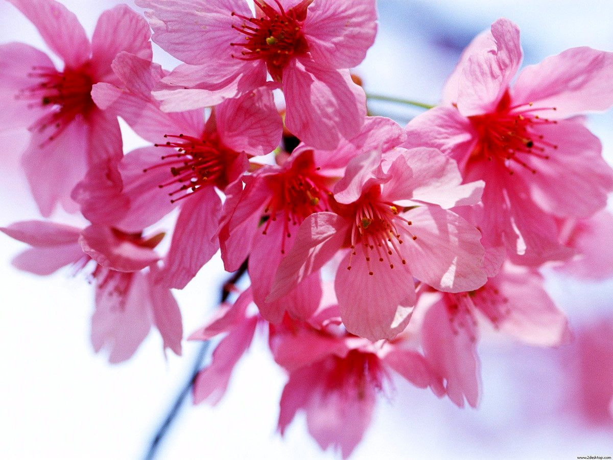Bloemen, macro bloem, bloemblad, roze, kersenbloesem : bureaublad achtergrond
