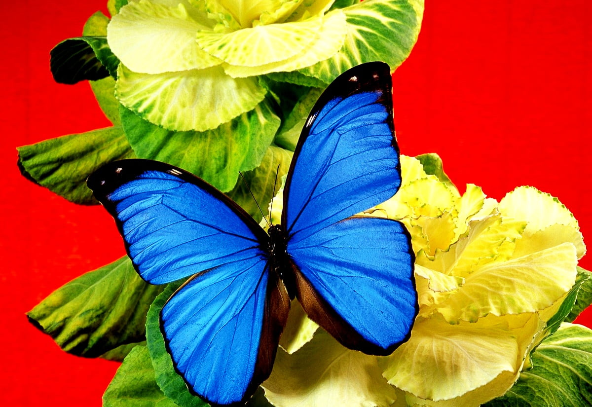 Afbeelding voor achtergrond : vlinder, insecten, blauwe, bloemen, dieren (1600x1100)